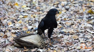 27K views · 415 reactions | An opportunistic melanistic Gabar Goshawk made a kill in our garden. When the goshawk struggled to move the Crested Francolin it started feeding right away. #twigatravelafrica #goshawk #inourgarden #birding #birdsofprey | Twiga Travel Africa | Facebook