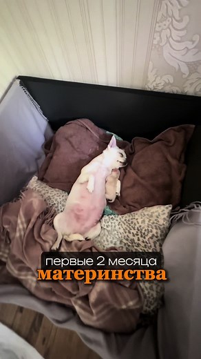 #чихуахуа #собака #любимаясобака #материнство #матьгода #забавныеживотные #забавныесобаки #матьидочь #растетмалыш #чихуашка #chihuahua #милыеживотные #мамаидочь