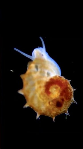 Dreamlight Beneath #microscopy #microorganisms #softglow #meditationvibes