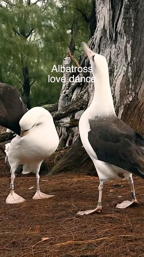 Jessica Albatross’s wingman Advenjent Calendar - day 21 #albatross #dnb #drumandbass | Venjent