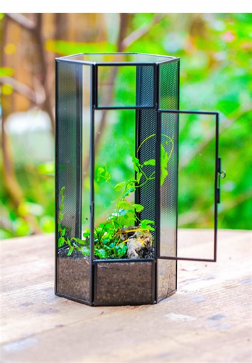 How to Create a Terrarium for Spiders with Climbing Ferns