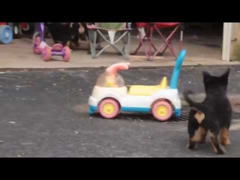 Miniature German Shepherd Puppies For Sale