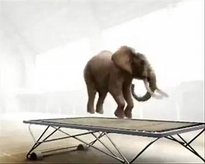 42 reactions · 45 shares | Hmm.. This elephant sure knows some neat trampoline tricks. This is part of an original short movie by Nicolas Deveaux | Jump Street Asia | Facebook