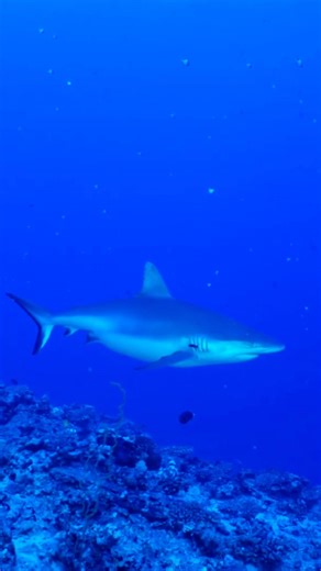 Pregnant grey reef shark