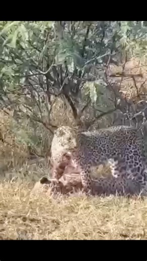 How fight between Cheetah and Leopard ended #viral #wildtv #wildlife #animalfight #nature #trend