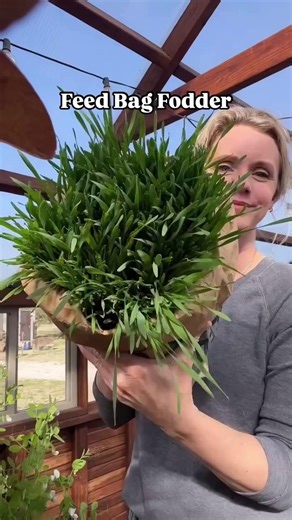 Fodder is a nutrient-packed, living forage that’s full of hydration, protein, and fiber — and it’s one of the simplest ways to stretch your feed and keep your flock foraging happily. Here’s how it’s done: 1️⃣ Soak organic grains (like our Organic Barley) in water for about 12 hours. 2️⃣ Drain and spread them in shallow trays or repurposed containers. 3️⃣ Keep them watered and in a sunny spot until they sprout a few inches tall. 4️⃣ Serve and watch your flock devour their new favorite snack! 🌱 W