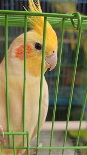 kuki kuki 🤍🤍 #viral #shortsfeed #shortsviral #birds