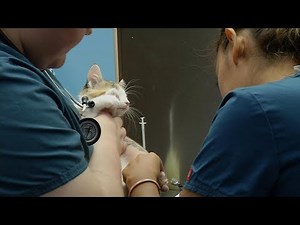 Animal Humane Society Launches Vet Tech Training Program