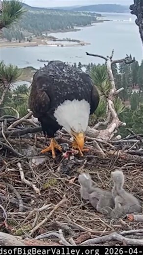Naming contest kicks off for Big Bear bald eagle chicks