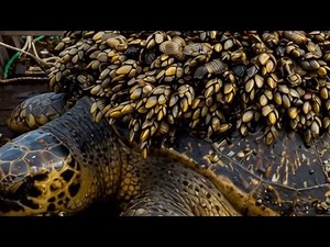 Simulates removing barnacles from turtle shells | humanitarian action for wildlife #6