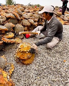 806K views · 4.8K reactions | Combining farming & ASMR in one place! | Bee Inspired | Facebook