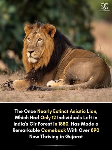 Fahad Khan on Instagram: "The Asiatic lion is one of the world’s rarest big-cat populations, and at one point it was close to disappearing entirely. Historical accounts indicate that by the 1880s, the wild population in and around Gir may have dropped to as few as 12 individuals. Protection efforts in Gujarat helped stop the slide toward extinction. Over time, stronger guarding, habitat protection, and reduced hunting pressure allowed the remaining lions to survive, reproduce, and slowly rebuild
