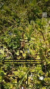 43K views · 109 reactions | Honeybees are the world’s most important pollinators, but their population is on the decline — here’s how one Bay Area teen discovered a way to repair the effects of pesticides on honeybees with Society for Science | NowThis Earth | Facebook