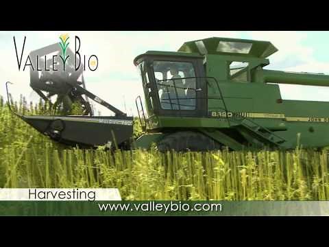 Industrial Hemp production basics for Ontario
