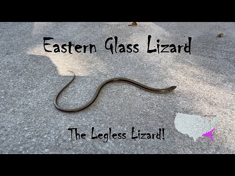 Eastern Glass Lizard | The Legless Lizard
