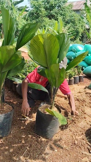 CARA MENAMBAH MEDIA TANAM DAN PUPUK TANAMAN HIAS PALEM DOP !!