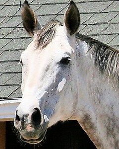 Ronda and Herkules -Stability One of the most important quality of a saddle is stability. Stability in motion can be the difference between a bump on the road or a bad fall. Horses spook or buck occasionally. The ones who only ride dead brain horses may argue that a horse should never behave poorly. Reality is that real horses spook or buck occasionally. Skill and balance are the rider’s greatest asset but when the rider seat is betrayed by transversal shifts of the saddle or when the high cantl
