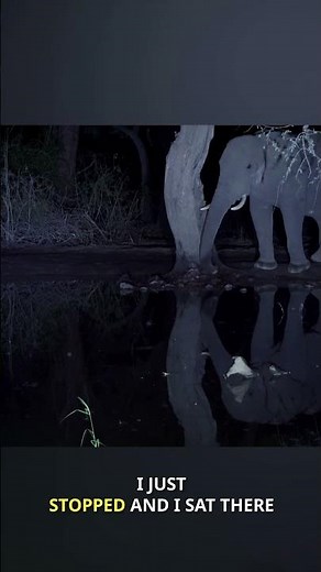 A Rare Night with Wild Elephants