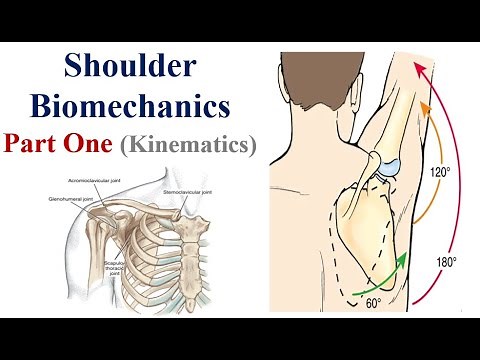 Shoulder Biomechanics (Osteology, Arthrology, and Kinematics; Scapulohumeral Rhythm)