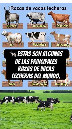 🐄 These are some of the main dairy cow breeds in the world.