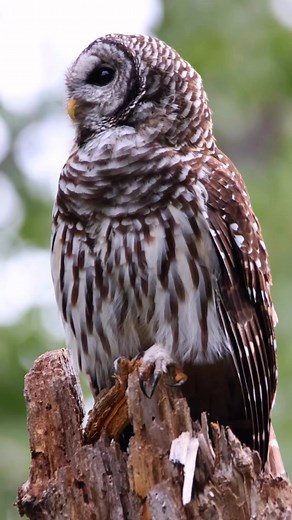 128K views · 16K reactions | Pretty lady in slow motion isn’t she beautiful? #Owl @topfans | Kyle Underwood photography | Facebook