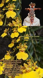 Kandyan dancer orchid (Oncidium sphacelatum) #srilanka #orchid