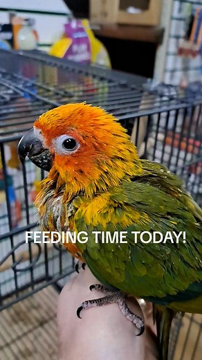 4K views · 20 reactions | 籠 Feeding time is always messy when handrearing birds. You need plenty of care, patience and blue roll!! We are taking deposits @ Jungle Pets ie for these baby high red sun conures! Contact 00353 749386004 or 02827638581 | Jungle pets | Facebook