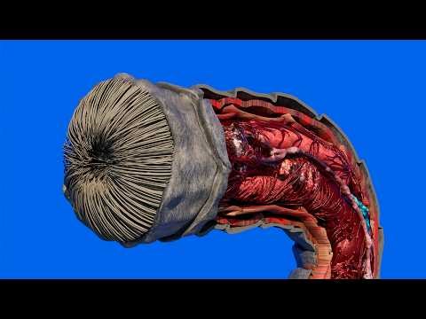 How does a sandworm work