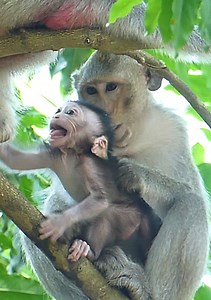 67K views · 3K reactions | Trillions sad baby monkey today! most sad jane's baby monkey is crying calling mom Jane for help her... | Jane Family | Facebook