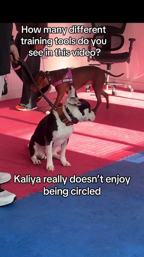 Entrenamiento de perros: herramientas que puedes ver