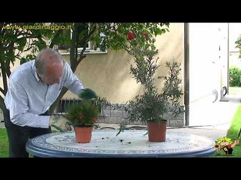 coltivazione delle piante in vaso