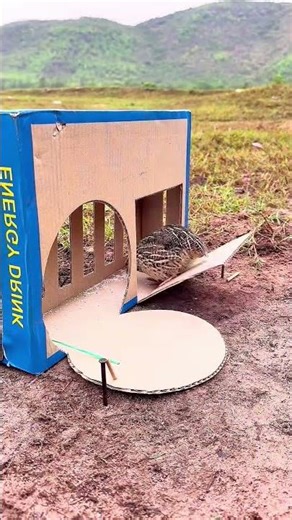 #shortvideo #funny 🕊️😂👀