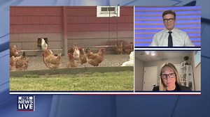 Avian flu in Georgia: Risks, treatment and effects