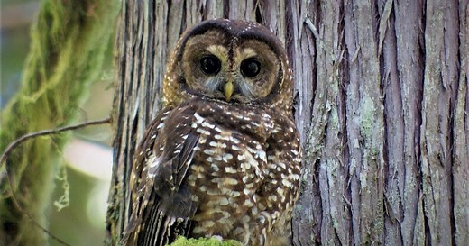 Much More Than A Spotted Owl Fight: Northwest 'Timber Wars' Of 30 Years Ago Revisited In Podcast