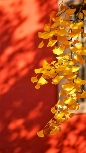 Step into the magic of Beijing's ancient architecture as it bathes in the golden hues of autumn. The vibrant yellow leaves of ginkgo trees contrast beautifully against the historic red walls, capturing the essence of a serene and timeless season. #ChinaTravel #ChinaTour #BetterLife #NationalDay #Beijing #Autumn | China Plus America
