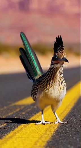 Coyote vs Road Runner: Real-Life Cartoon Chase Peep Peep!