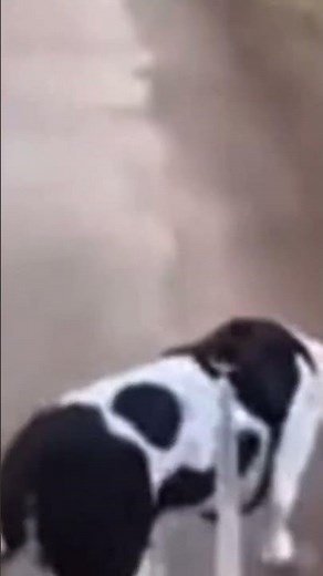 He walks heterosexually #shorts #funny #dog #memes