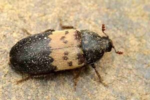 Dermestidae - Alchetron, The Free Social Encyclopedia