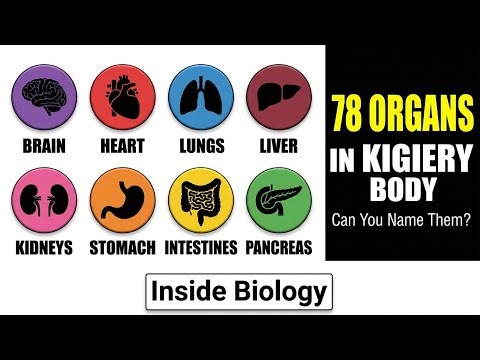 Your body has 78 organs - Every Human Organ Explained Simply