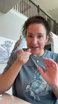 Parrotlet pros and cons #birds #parrot #parrotlet #pets #rescue