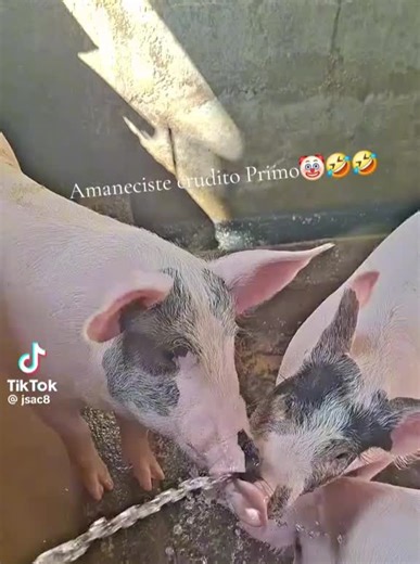 biscocho1975 (@biscocho1975)’s videos with original sound - biscocho1975