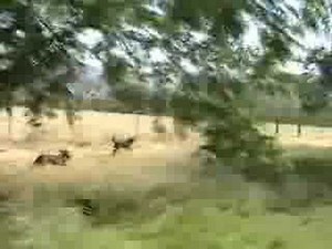 Plott Hounds Running