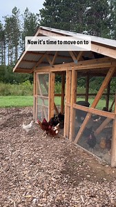 Training dogs to not eat your chickens ⬇️ 3 out of our 4 dogs have been incredibly prey-driven😅. It’s a great trait for keeping the predators and critters at bay, but not so good when I want to free-range my chickens. We’ve perfected our methods over the years and so far, so good! Tucker officially graduated a few months ago and we haven’t had any issues🙏🏼. He’s doing great!! I know this is a popular concern and it was one of my most requested reels to make, so I hope this helps! Here are som