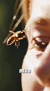 Fun Facts About Bees🐝#InterestingFacts #FunFacts #LearnSomethingNew #WorldFacts #DidYouKnow | Simple Stories