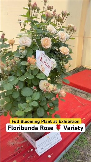 THE GOLD MEDALIST! 🏆🌹 First Prize Floribunda at All India Rose Exhibition #shorts