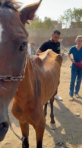 5.2M views · 306K reactions | #rescue #love #help #viral #foryou #alisafari #foryoupage #nevergiveup #horse #horses | Ali Safari | Facebook