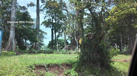 ⚠️⚠️⚠️Raw _ footage The Bachwezi Dynasty Nakayima Tree is an ancient cultural and spiritual heritage site located on Mubende Hill in the Mubende District of Uganda. Estimated to be between 400 and 650 years old, this colossal fig tree serves as a living shrine where people seek blessings for healing, fertility, and wealth. #heritage #uganda #travel