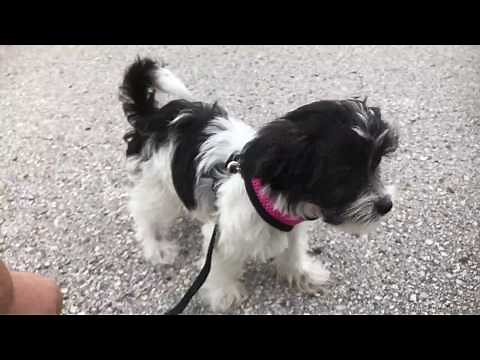 How to Leash Train your Biewer Yorkie - Micheline"s Pups