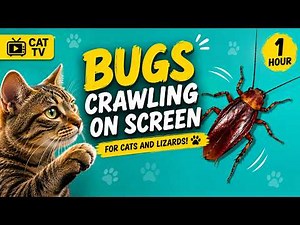 Bugs Crawling on Screen for Cats and Lizards | Video for Cats and Lizards to Watch (1 Hour)