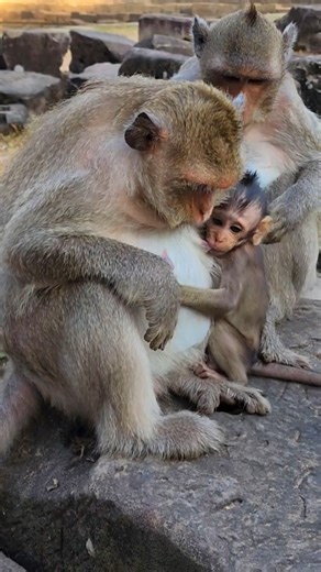Lovely Mum Button Nursing Baby Bessie